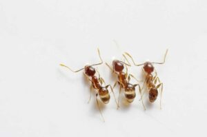 How to Get Rid of Ants in the Kitchen with Vinegar