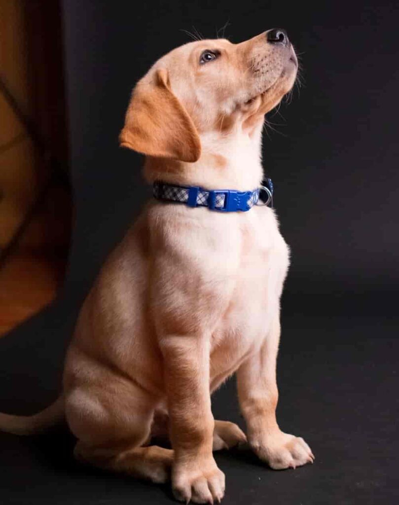 when do dogs stop growing