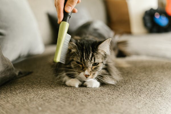 why-is-my-cat-shedding-so-much-5-interesting-causes