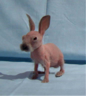 3 Reasons Behind Hairless Rabbit & Wonderful Facts