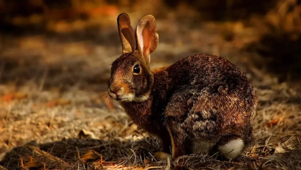 How High Can Wild Rabbits Jump