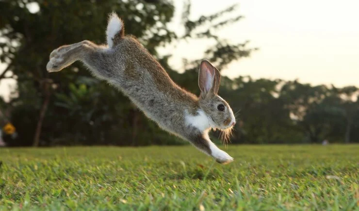 How High Can a Rabbit Jump