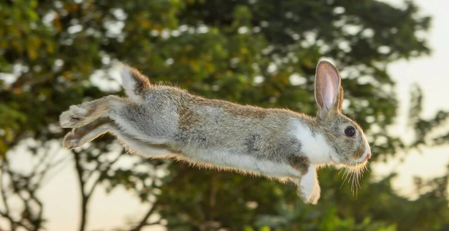 Why Do Rabbits Jump