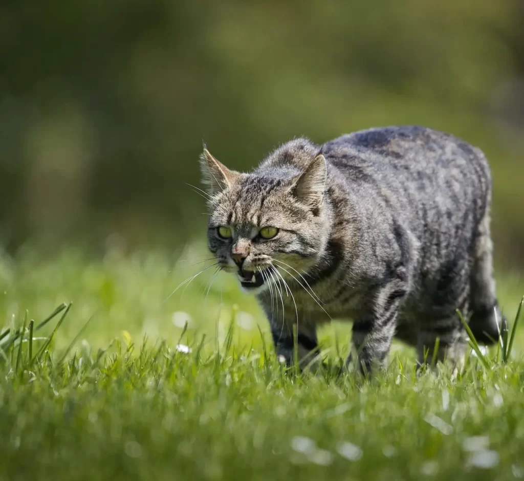 Why Your Cat Hates You