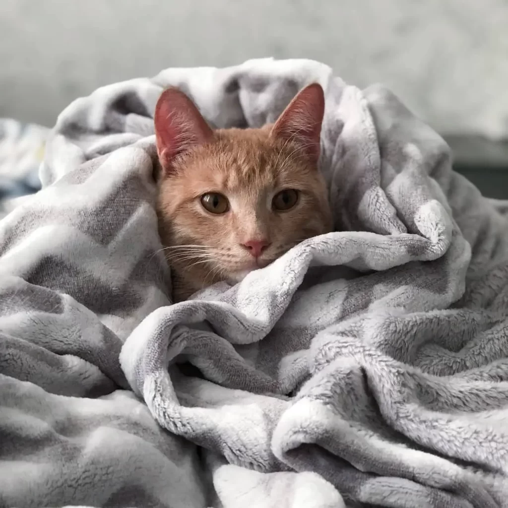 Can Cats Sleep Under Blankets