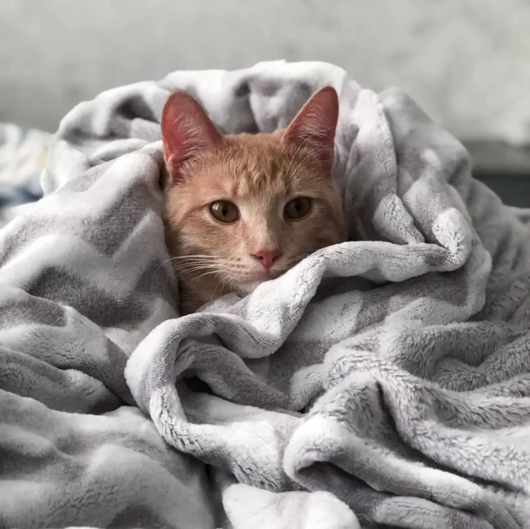 Can Cats Sleep Under Blankets?