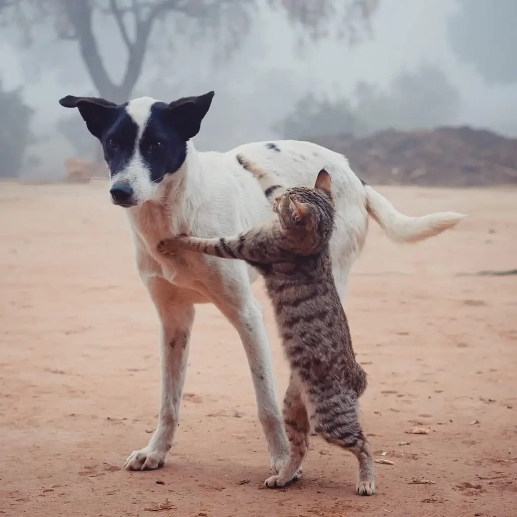 Can a Dog Get a Cat Pregnant