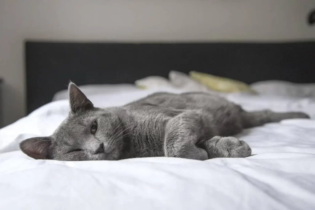 How to Stop Cat Sleeping on Bed