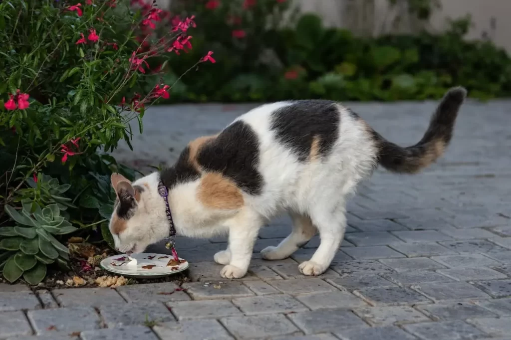 Why Do Cats Shake Their Heads When They Eat